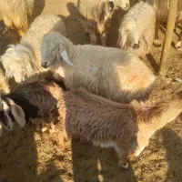 ۱۰۰۰۰۰۰۰۰۰۰|حیوانات مزرعه|دهدشت, |دیوار