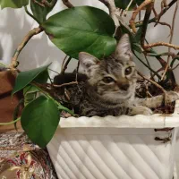 گربه با مزه|گربه|ارومیه, |دیوار