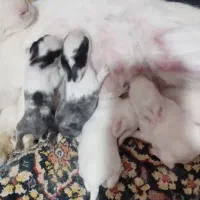 خرگوش