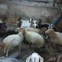 فروش دام|حیوانات مزرعه|شاهرود (اردبیل), |دیوار