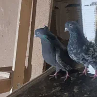 کبوتر|پرنده|ازنا, |دیوار