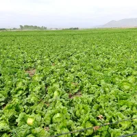 هزار متر کاهو سالادی دارم متری ۵۰ میدم