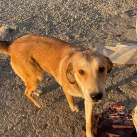 واگذاری توله پژدر رایگان|سگ|نسیمشهر, |دیوار