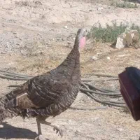 بوقلمون ماده چاق