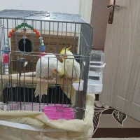 عروس هلندی جفت مولد