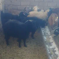 بز جوان ابستن|حیوانات مزرعه|سده (خراسان جنوبی), |دیوار