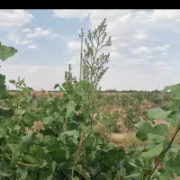 فروش آب کشاورزی