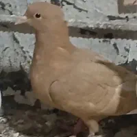 کبوتر پرنده باخت خورده