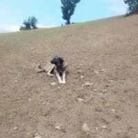 سگ گله سرابی 6انگشت