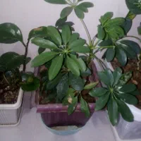 6تا عددگل|گل و گیاه طبیعی|آباده, |دیوار