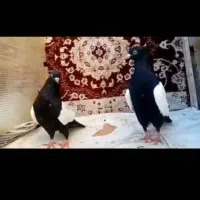 کله سیا|پرنده|کرمان, |دیوار