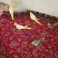 لوتیتو ماده.   طاووسی نر|حیوانات مزرعه|مشهد, کوی سیدی|دیوار