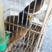 مرغ مینا سخنگو