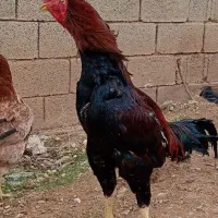 جوجه لاری ومرغ لاری