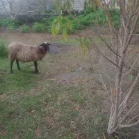 گوسفند رومانوف جنسیت ماده|حیوانات مزرعه|امامزاده عبدالله, |دیوار