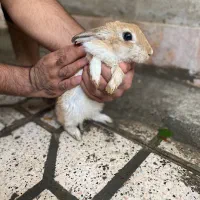 خرگوش