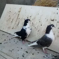 ساده کاکلی|پرنده|بردسکن, |دیوار