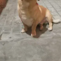 واگذاری سگ نر