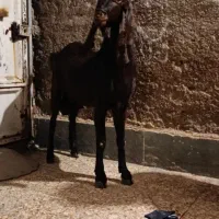 باهنر خیابان ارش ۸