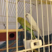 مرغ عشق|پرنده|کرمان, |دیوار