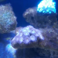 اکواریوم اب شور