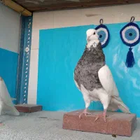 طوقی|پرنده|شهرضا, |دیوار