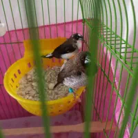 فنچ بنگالی|پرنده|محمدیه-قزوین, |دیوار