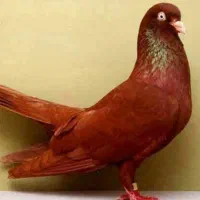 کبوتر سرخ گم سده