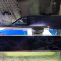 اکواریوم و ماهی فلاور|ماهی|تهران, زهتابی|دیوار