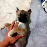 توله سگ مالینیوز