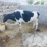 گاو هلشتاین