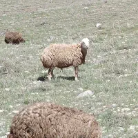 گوسفند مغان