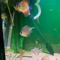 اکواریم ماهی دیسکس فیلتر سطلی|ماهی|اصفهان, شهرک میلاد|دیوار