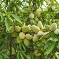 مرکز تخصصی نهال گردو پربازده و باکیفیت|خدمات باغبانی و درختکاری|اراک, |دیوار