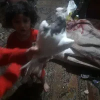 کبوتر|پرنده|گتوند, |دیوار