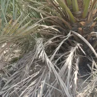 فروش نخل برجی ۲۰ کیلو به بالا شرطی|گل و گیاه طبیعی|باوی, |دیوار