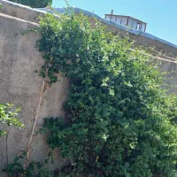 مغازه تجاری معاوضه با ویلا