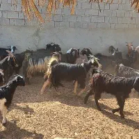 ۳۶بز ۵۰کهره|حیوانات مزرعه|آبپخش, |دیوار