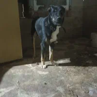 واگذاری فوری یک قلاده سگ سرابی اصیل