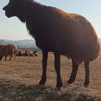 قوچ قزل افشار اصل