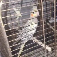 عروس کوتوله