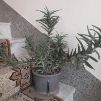 انواع گل شاداب زیبا