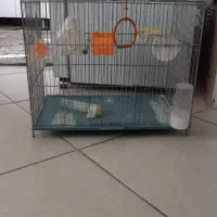 قفس پرنده|لوازم جانبی حیوانات|کرمانشاه, |دیوار