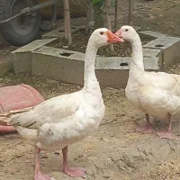 غاز بالغ ۱۸ ماهه