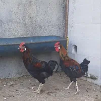 بوقلمون|حیوانات مزرعه|بندر دیر, |دیوار