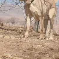 واگذاری سرابی نوه بز سرخاب. جهت کشش