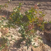 فروش باغ پسته روستای بکران به قیمت کارشناسی