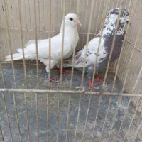 کفتر پرشی رسید فوری