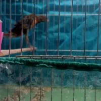 قناری رسمی بلند نر|پرنده|کرمان, |دیوار