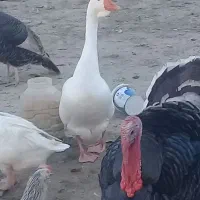 فروش تخم بوقلمون و غاز و جوجه بوقلمون